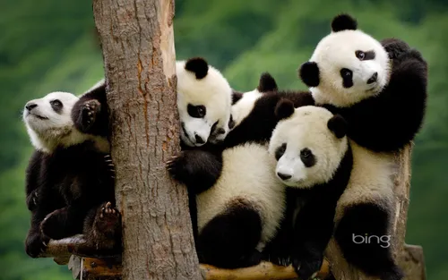 Панды Обои на телефон группа панд, обнимающих дерево