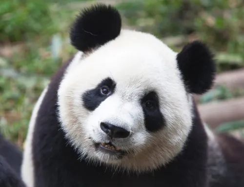 Панды Обои на телефон панда с черно-белым мехом