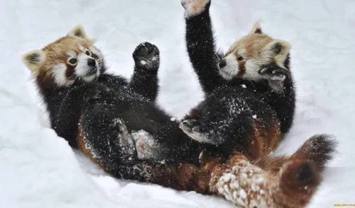 Панды Обои на телефон группа енотов в снегу