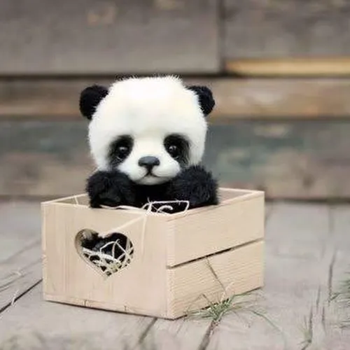 Панды Обои на телефон медведь панда в коробке