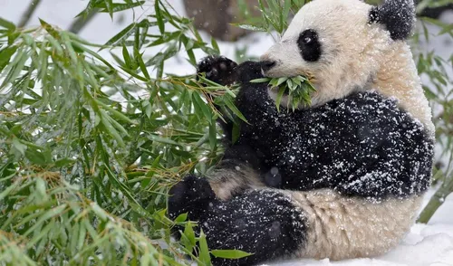Панды Обои на телефон панда ест шишку