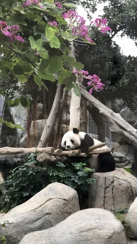 Панды Обои на телефон панда, лежащая на бревне