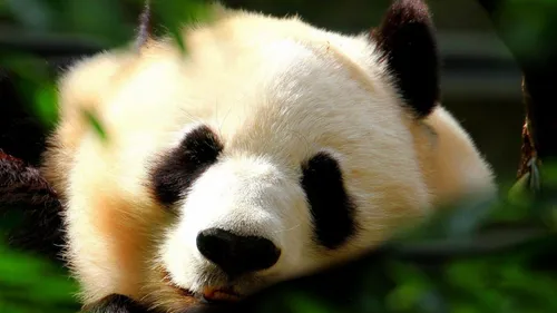 Панды Обои на телефон панда ест листья