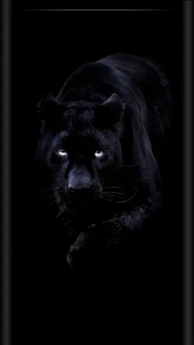 Пантера Обои на телефон черная кошка со светящимися глазами