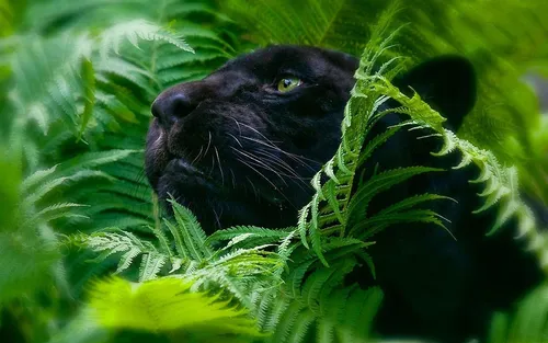 Пантера Обои на телефон черная кошка в кустах