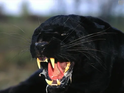 Пантера Обои на телефон черная кошка с открытым ртом