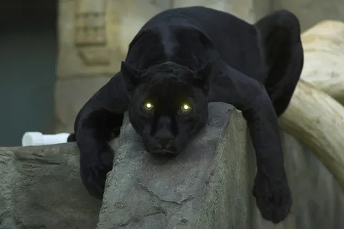 Пантера Обои на телефон черное животное с желтыми глазами