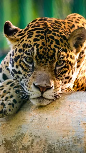 Пантера Обои на телефон крупный план леопарда