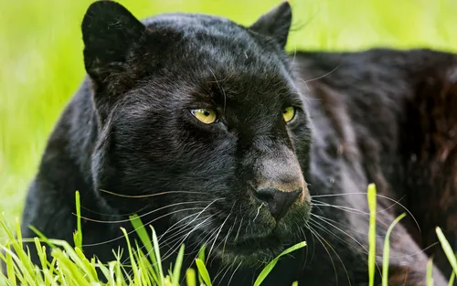 Пантера Обои на телефон черная кошка, лежащая в траве