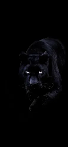Пантера Обои на телефон черная пантера со светящимися глазами