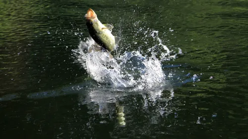 Рыбалка Обои на телефон утка, плавающая в воде