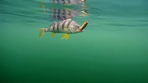 Рыбалка Обои на телефон рыба, плавающая в воде