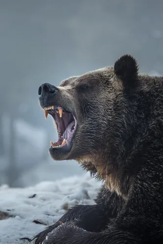 С Медведем Обои на телефон медведь с открытым ртом
