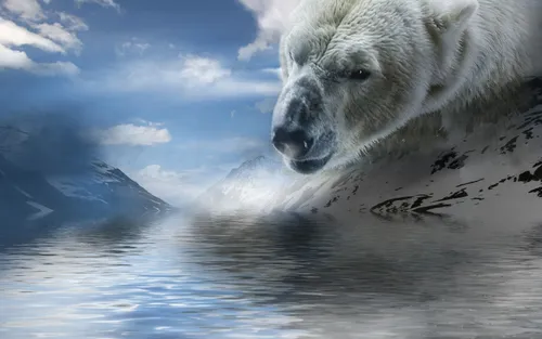 С Медведем Обои на телефон белый медведь плавает в воде