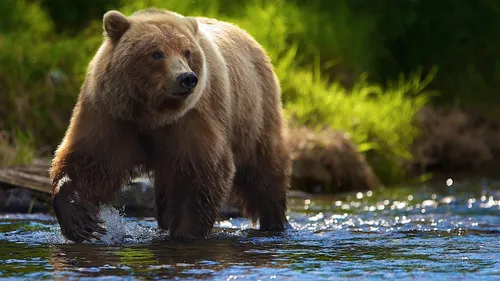 С Медведем Обои на телефон медведь, идущий по воде