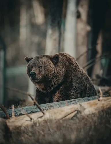С Медведем Обои на телефон медведь сидит на бревне