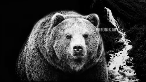 С Медведем Обои на телефон черно-белая фотография медведя на снегу