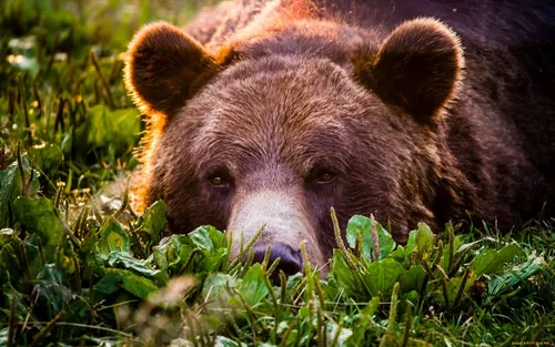 С Медведем Обои на телефон медведь лежит в траве