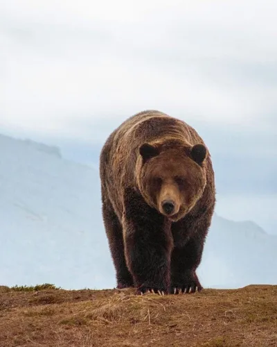 С Медведем Обои на телефон медведь, стоящий на холме
