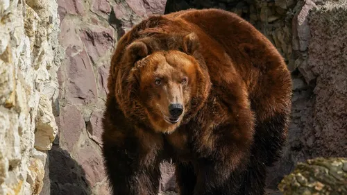 С Медведем Обои на телефон пара медведей на выставке зоопарка