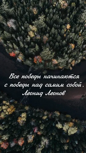 Текст Обои на телефон дерево с множеством листьев