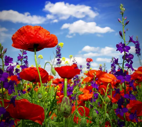 Цветы Маки Обои на телефон поле разноцветных цветов