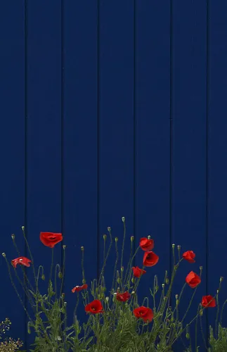 Цветы Маки Обои на телефон для телефона