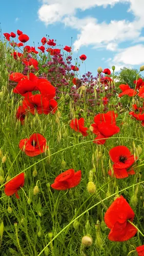 Цветы Маки Обои на телефон поле красных цветов