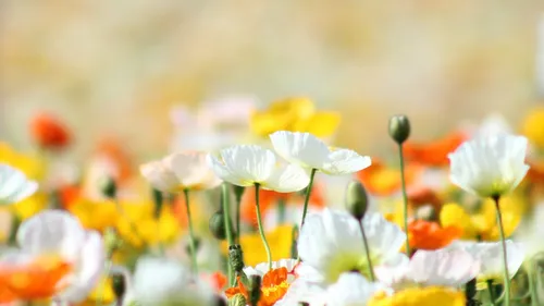 Цветы Маки Обои на телефон крупный план некоторых цветов