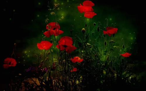 Цветы Маки Обои на телефон картинки