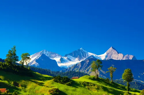 Швейцария Обои на телефон травянистый холм с деревьями и горами на заднем плане