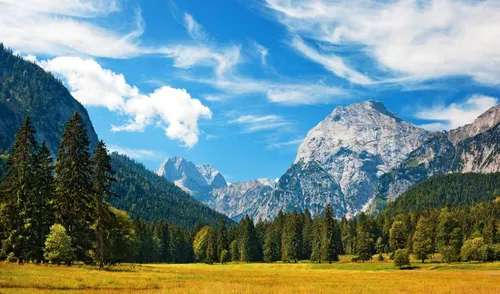 Швейцария Обои на телефон травянистое поле с деревьями и горами на заднем плане