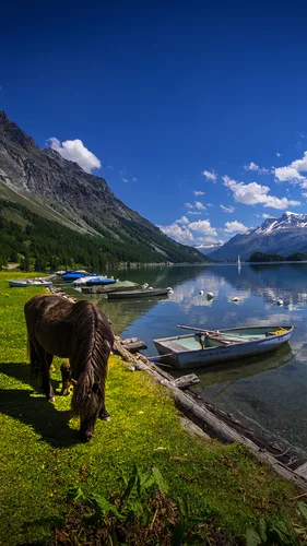 Швейцария Обои на телефон лошадь на травянистом холме у озера с лодками и горами