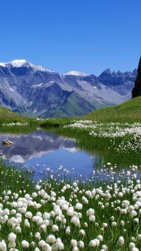 Швейцария Обои на телефон цветочное поле с горой на заднем плане