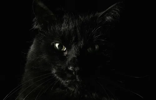 Движущиеся Животные Обои на телефон черно-белая кошка