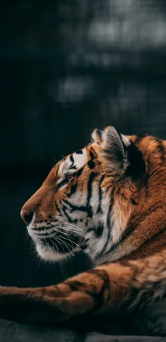Движущиеся Животные Обои на телефон тигр лежа