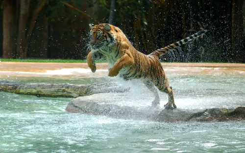 Движущиеся Животные Обои на телефон тигр прыгает в воздух с рыбой во рту