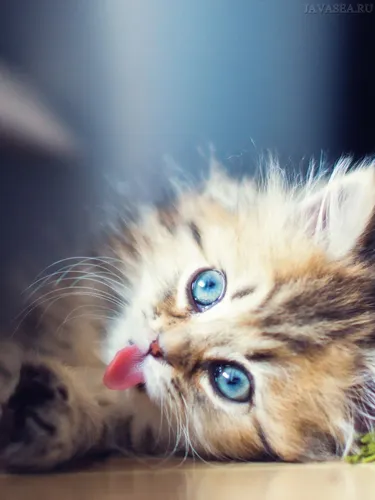 Движущиеся Животные Обои на телефон кот с голубыми глазами