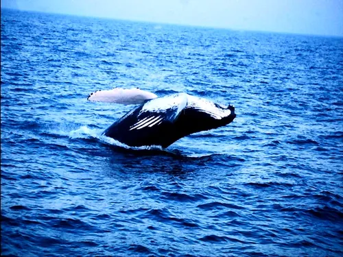 С Морем Обои на телефон кит в океане