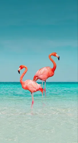 С Птицами Обои на телефон два фламинго, стоящих в воде