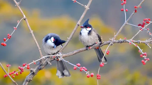 С Птицами Обои на телефон птицы сидят на ветке