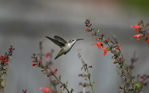 С Птицами Обои на телефон колибри, пролетающий над цветком