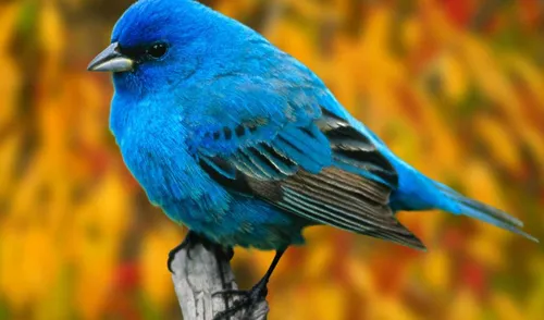 С Птицами Обои на телефон синяя птица на ветке