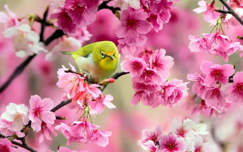 С Птицами Обои на телефон птица на ветке с розовыми цветами