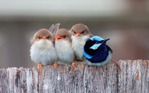 С Птицами Обои на телефон группа птиц на деревянном заборе