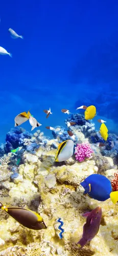 Подводный Мир Обои на телефон группа рыб, плавающих в океане
