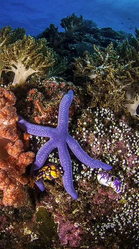 Подводный Мир Обои на телефон фиолетовое морское существо под водой