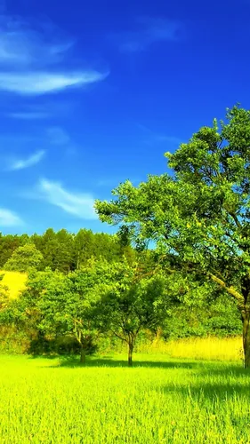 Природа Картинки Обои на телефон травянистое поле с деревьями