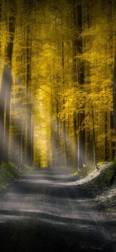 Природа Картинки Обои на телефон дорога с деревьями по обе стороны