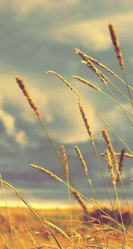 Природа Картинки Обои на телефон крупный план пшеницы